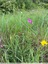 Beaucoup d'orchidées sur la friche