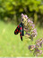 Rouge et noir