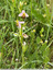 Perdu dans les herbes hautes