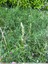 Des orchis bouc chemin du Pech