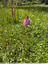 Du rose au milieu des sérapias