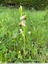 Ophrys abeille