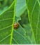 Coccinelle asiatique