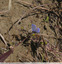 Petits papillons bleus à la Masquère