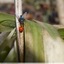 coccinelle mal réveillée