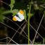 Papillon orange et blanc