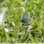 Papillons un peu fleur bleue
