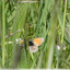 Il vole au ras de l'herbe
