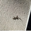 Un drôle de petit lézard
