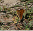 Orange à taches noires, nacré et beige