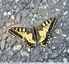 Machaon