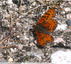 Orange vif à tâches noires
