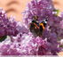 Papillon sur le lilas