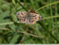 Grisette