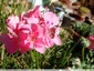 Papillon Brun des Pelargoniums