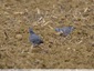 Pigeons ramiers dans les champs de la Caprice