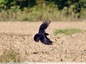 Corneilles dans les champs du quartier de la Caprice