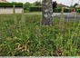 Quelques orchis boucs