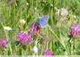 Petit papillon bleu