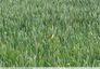 Une bergeronnette dans un champs de blé