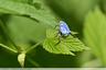 Du bleu sur les orties