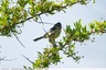 Une mésange bleu sur la friche