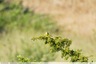 La bergeronnette printanière lors de la sortie ornithologique