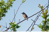Une fauvette vue lors de la sortie ornithologique