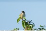 Une cisticole vue pendant la sortie ornithologique