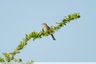 Un bruant proyer vu pendant la sortie ornithologique