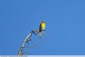 Un serin vu pendant la sortie ornithologique