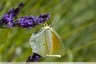 Citron de provence