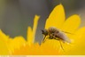 Un bel insecte sur une gaillarde