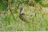 Un pic vert