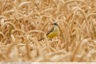 Une bergeronnette dans un champs