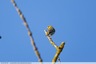 Un serin dans la ripisylve