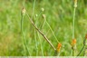 Un phasme gaulois dans mon jardin