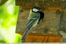 La canicule et les oiseaux