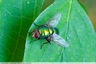 Une mouche verte