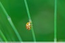 Une petite coccinelle qui se prend pour une grande