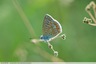 Un petit bleu