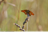Une touche orange dans la prairie