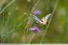 Un grand papillon avec des rayures noires