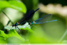 Certaines demoiselles aiment les cours d'eau