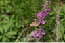 Sur les salicaires