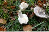 Quelques champignons dispersés dans l'herbe