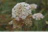 Grande ombelle blanche : c'est une carotte sauvage,assez courante au (…)