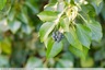 Les fruits du lierre ont mûri