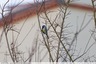 Mésange dans le lotissement Tanaria