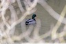 Canard colvert sur l'Hers